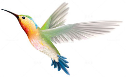 手绘飞行的蜂鸟
