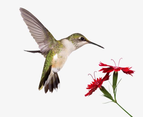 高清蜂鸟素材免费下载_觅元素