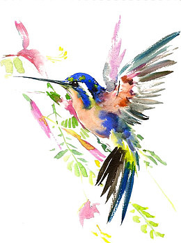 蜂鸟