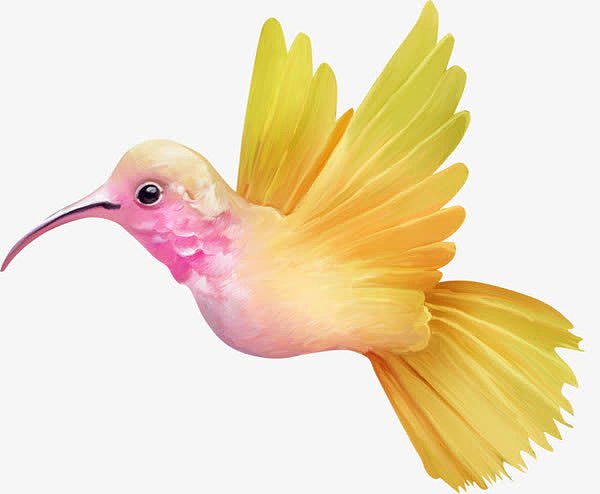 彩绘粉色蜂鸟