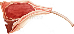 卡通羊排鲜肉