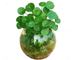 水培植物