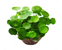 铜钱草水培植物