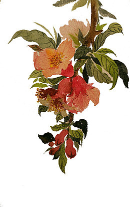 国画石榴花