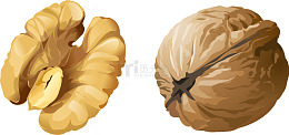矢量手绘核桃