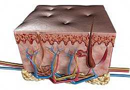 皮肤血管图片