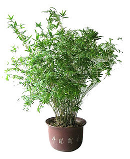 净化空气的植物