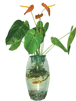 红掌水培