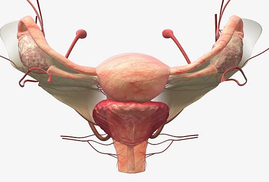 图标png肚子里的胎儿png女性人体结构png矢量人体内脏解剖png女性子宫