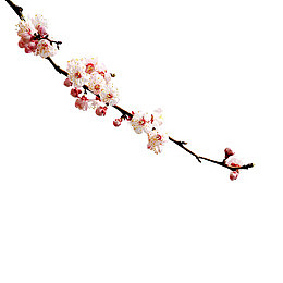 一枝红杏出墙来