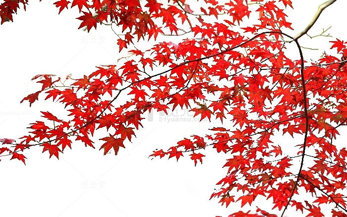 红色枫叶