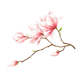 精致工笔梅花
