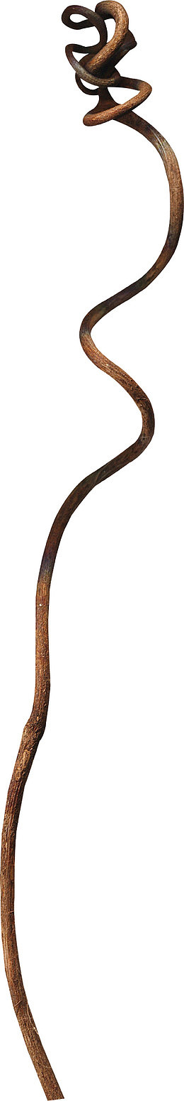 棕色缠绕枯枝