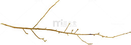 背景枝干枯枝