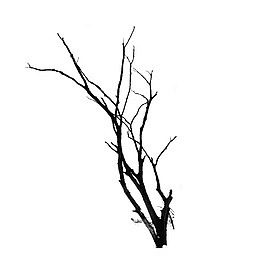 枯藤老树
