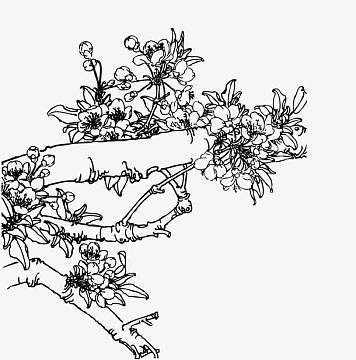 素描李子花