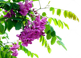 紫色槐花