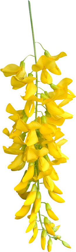 黄色槐花