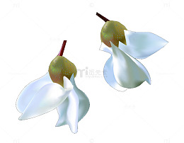 白色槐花