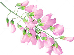 粉色槐花