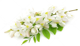 一支槐花