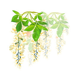 槐花