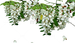 槐花