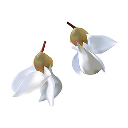 槐花