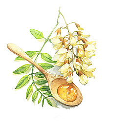 洋槐花花蜜手绘素材