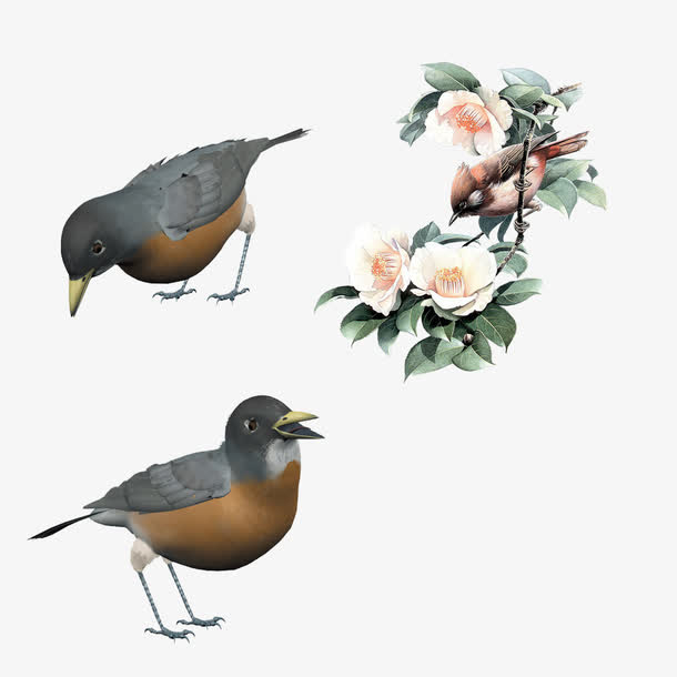 小型鸟类工笔水墨画插图免抠素材免费下载_觅元素51yuansu.com