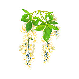 槐花
