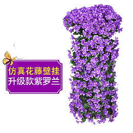 升级版紫罗兰