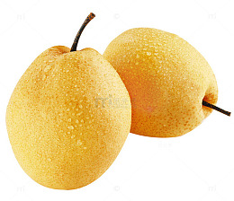 两个黄酥梨图片素材