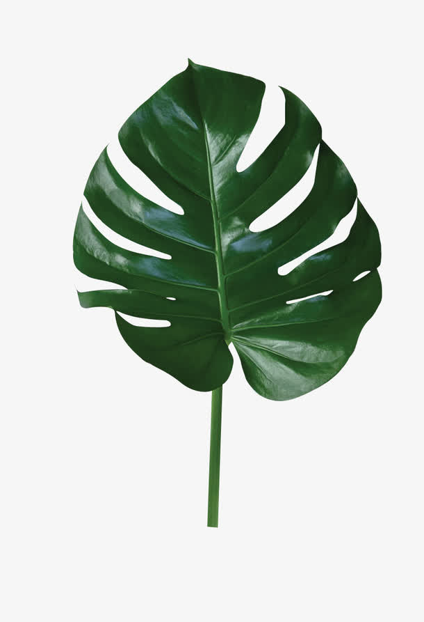 海报设计植物绿色大片秋季叶子