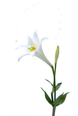 一朵喇叭花