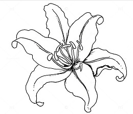 一朵百合花手绘