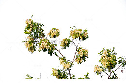 槐花树枝