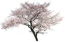 桃花桃花树素材免抠