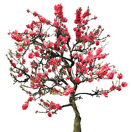 桃花树