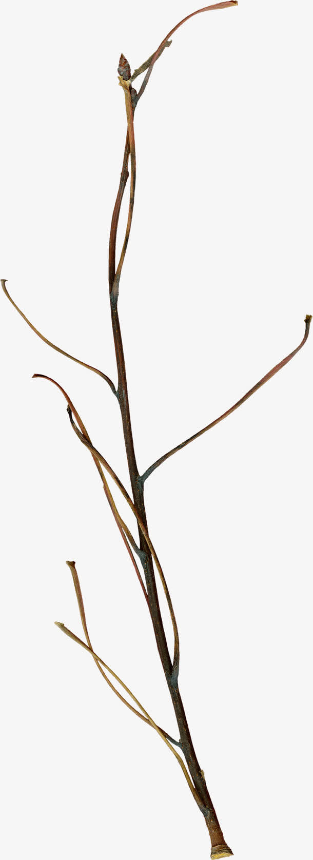 关键词 : 树枝,枝丫,枝干[声明] 觅元素所有素材为用户免费分享产生