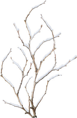 雪花树枝