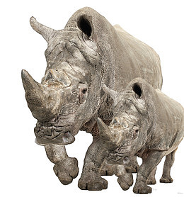 可爱的犀牛和他的小犀牛