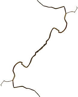 棕色漂亮枯枝