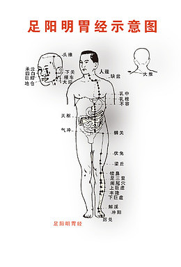 足阳明胃经