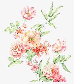 素描花