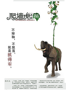 金舵爬墙虎