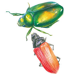 甲壳虫彩绘素材图片