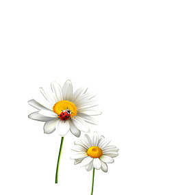 矢量写实白色菊花