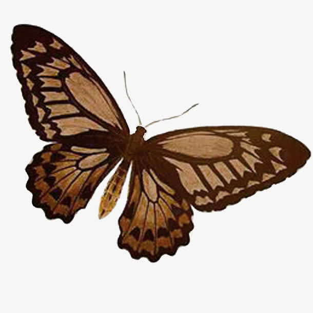 关键词 : 蝴蝶,动物,虫,复古[声明] 觅元素所有素材为用户免费分享