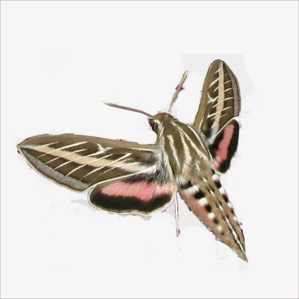 飞蛾素材免费下载_觅元素